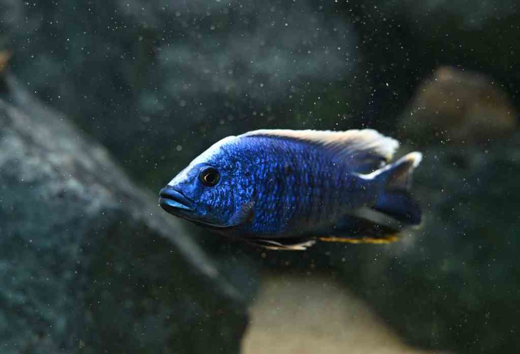 African Cichlids 