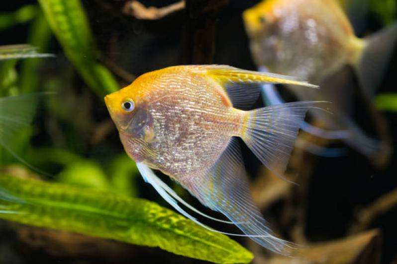 Angelfish