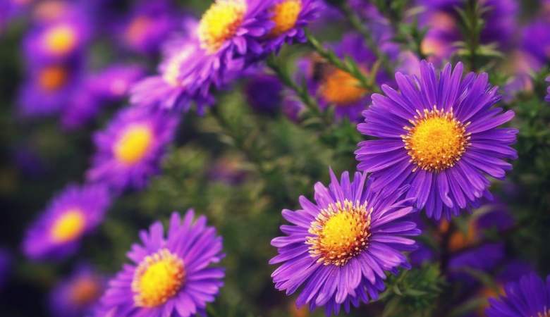 Be-Friendly Garden