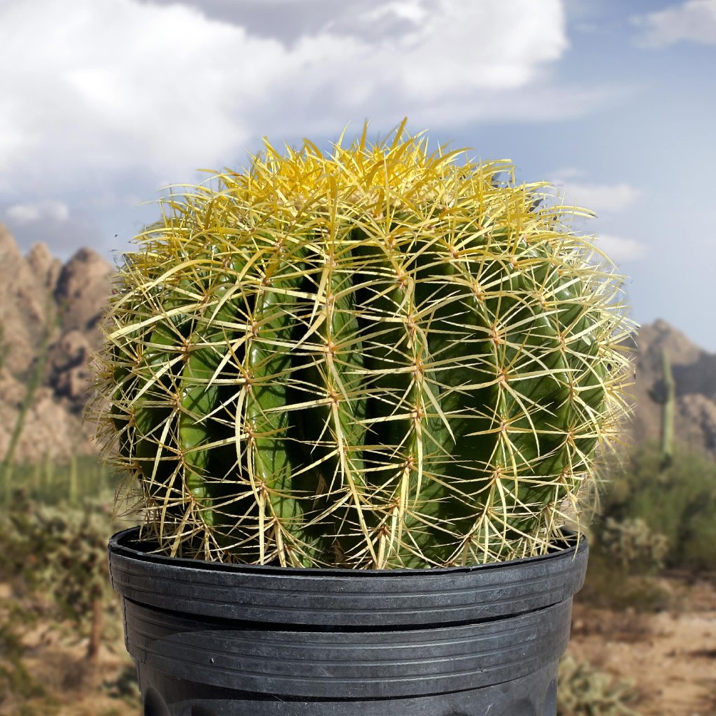 Barrel Cactus 