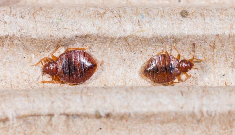 bed-bugs