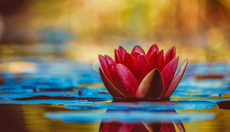benefits of Aquatic Plants