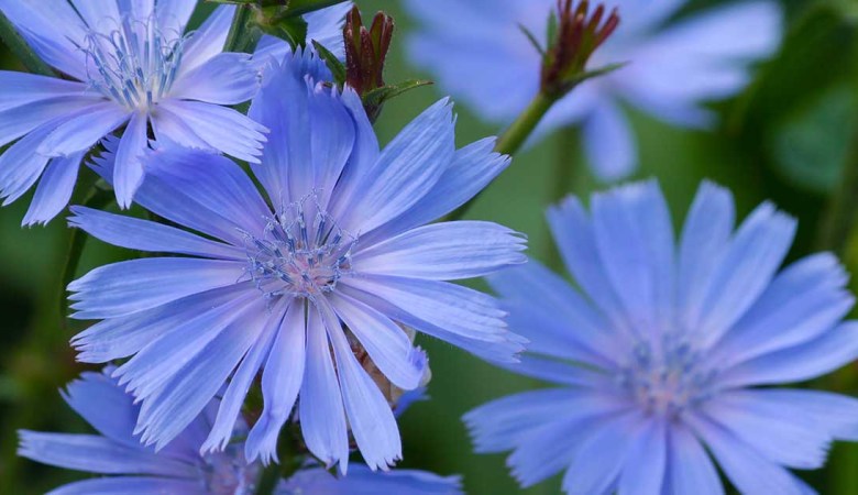 Blue Flowers