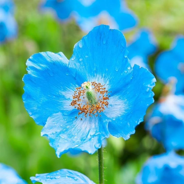 Blue Himalayan Poppy