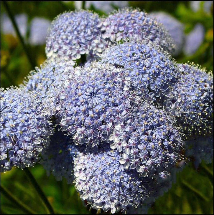 Blue lace flower