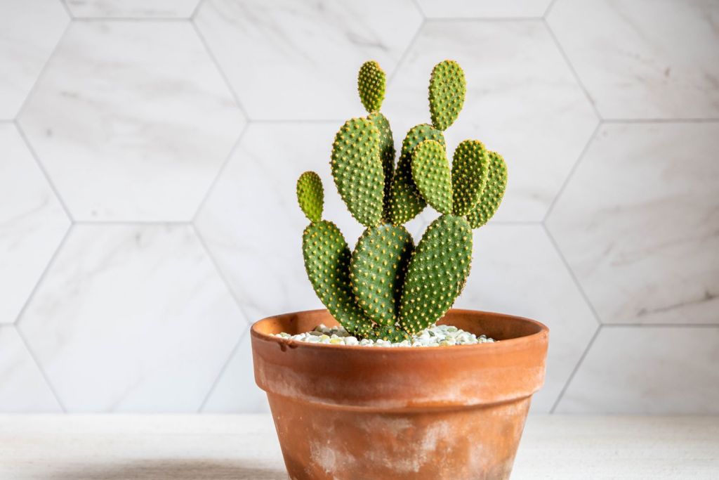 Bunny ear cactus