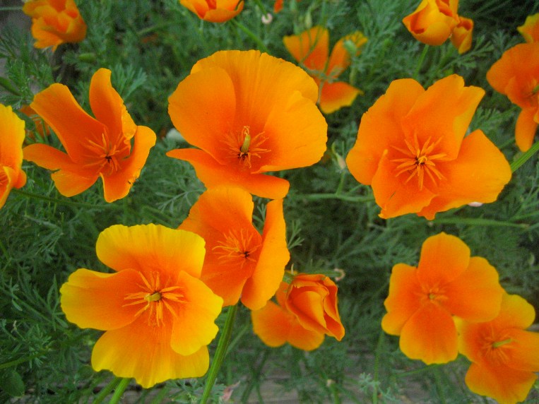 California Poppy