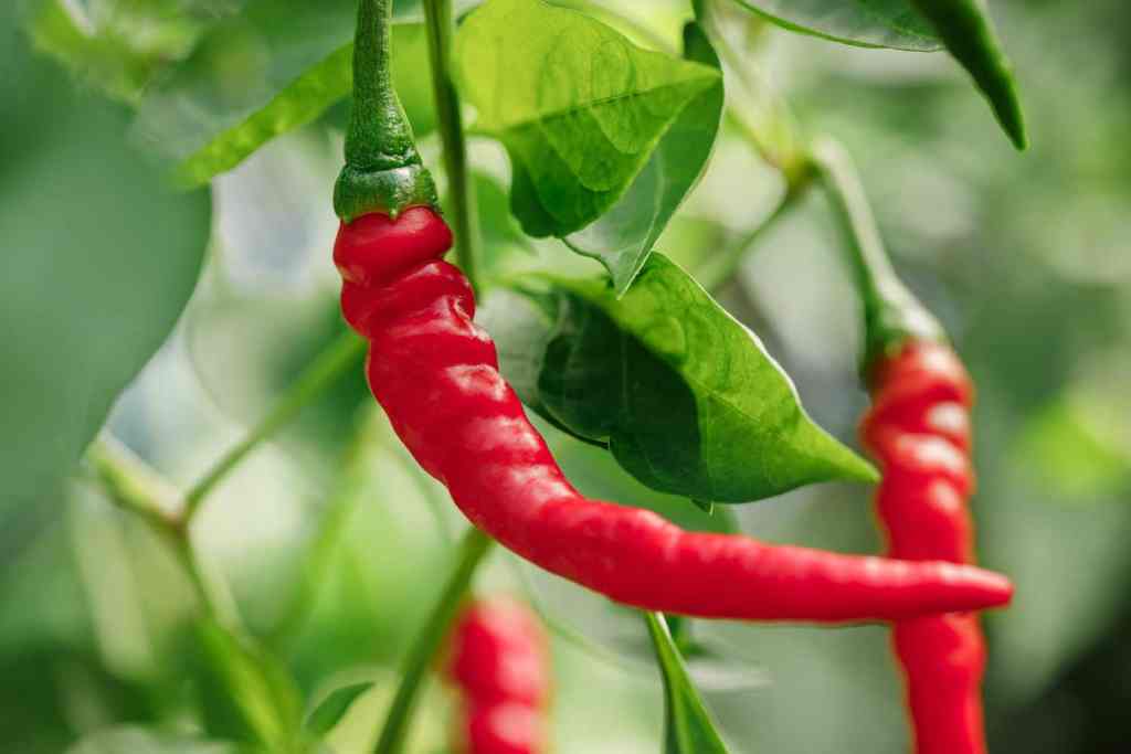 Cayenne pepper 