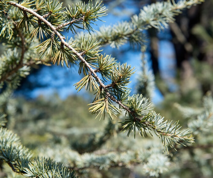 Cedrus atlantica Tree