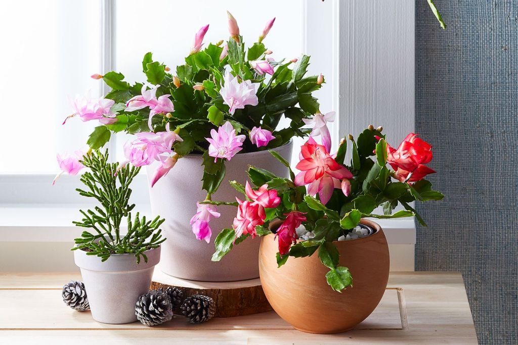 Christmas Cactus (Schlumbergera) 