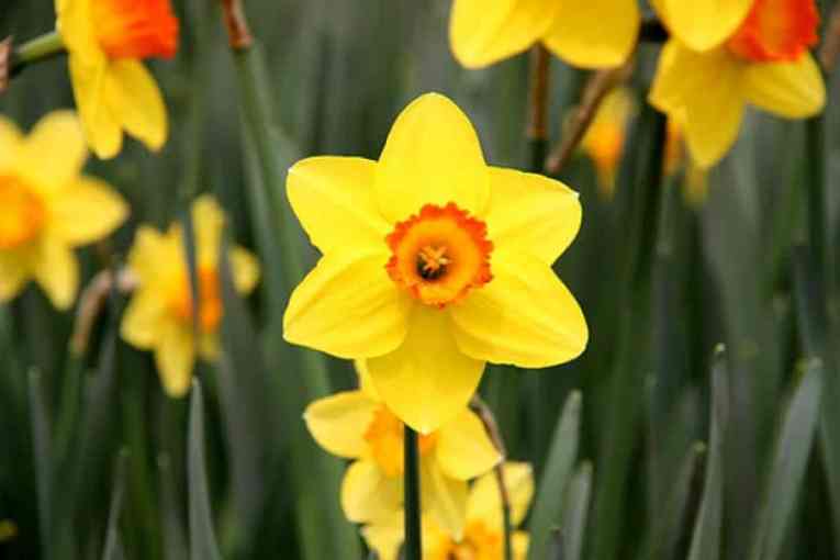 Daffodil