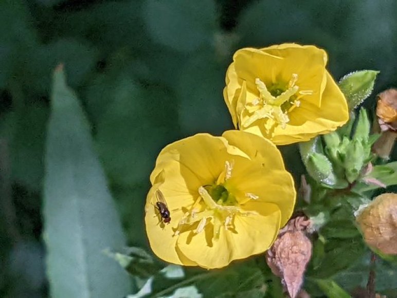 Evening Primrose