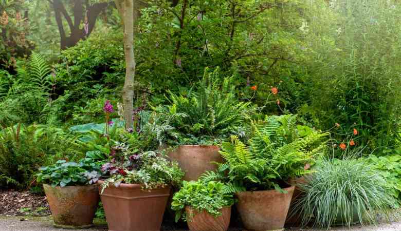 Fern Plants