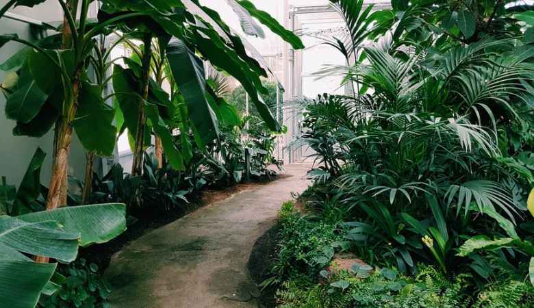 fertilize-house-plants-naturally