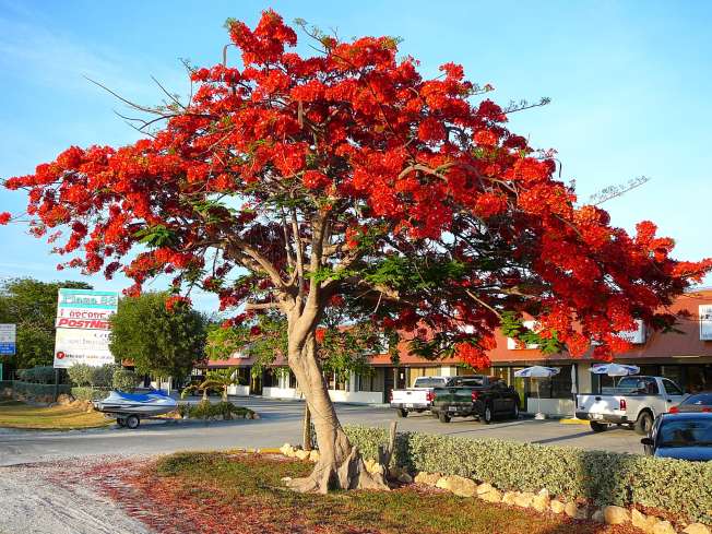 Flamboyant Tree