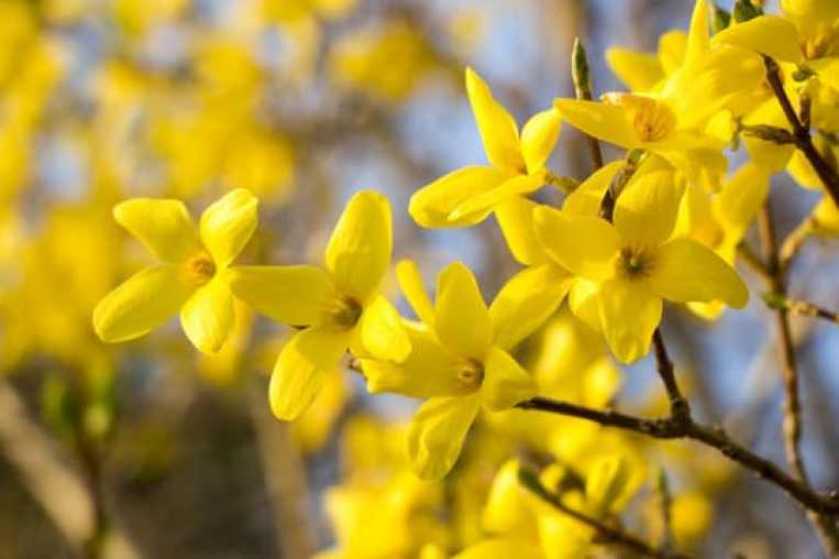 Forsythia