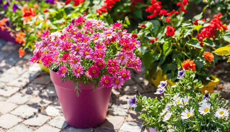 garden pots