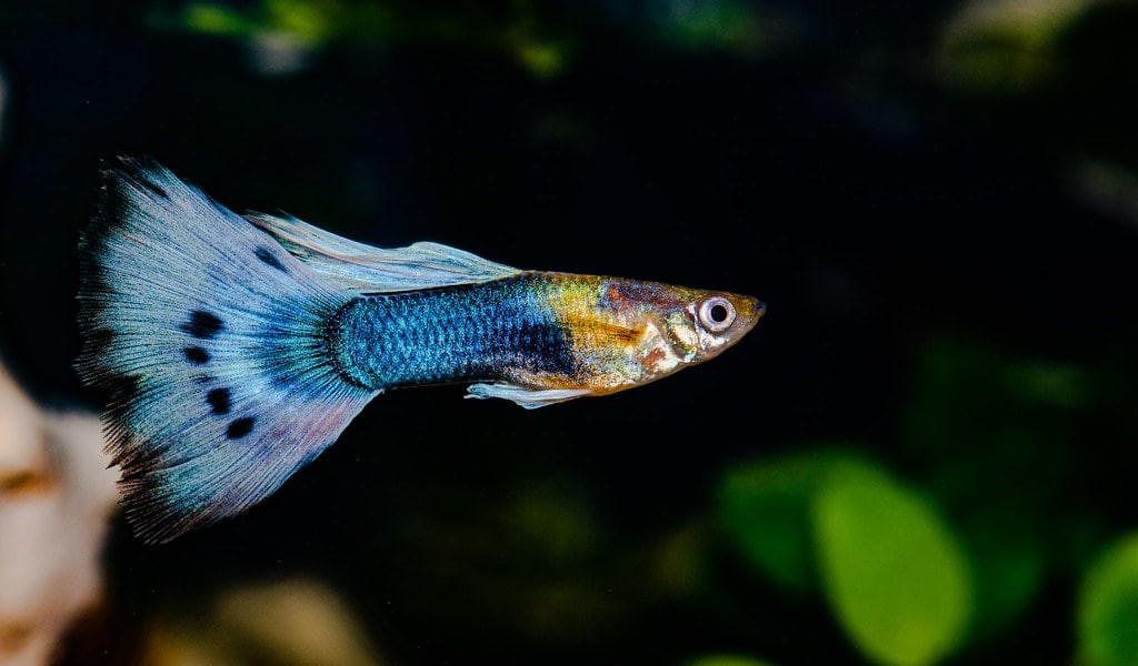 Guppy
