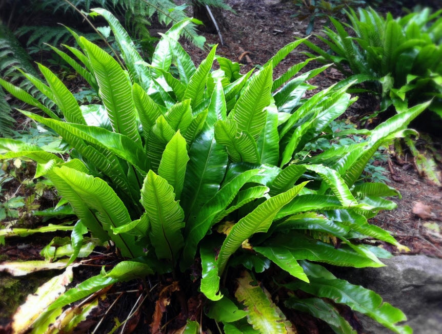 Hart’s Tongue Fern