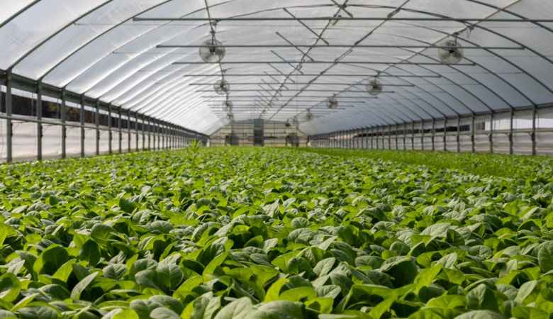 indoor gardening