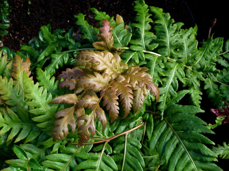 Jeweled Chain Fern