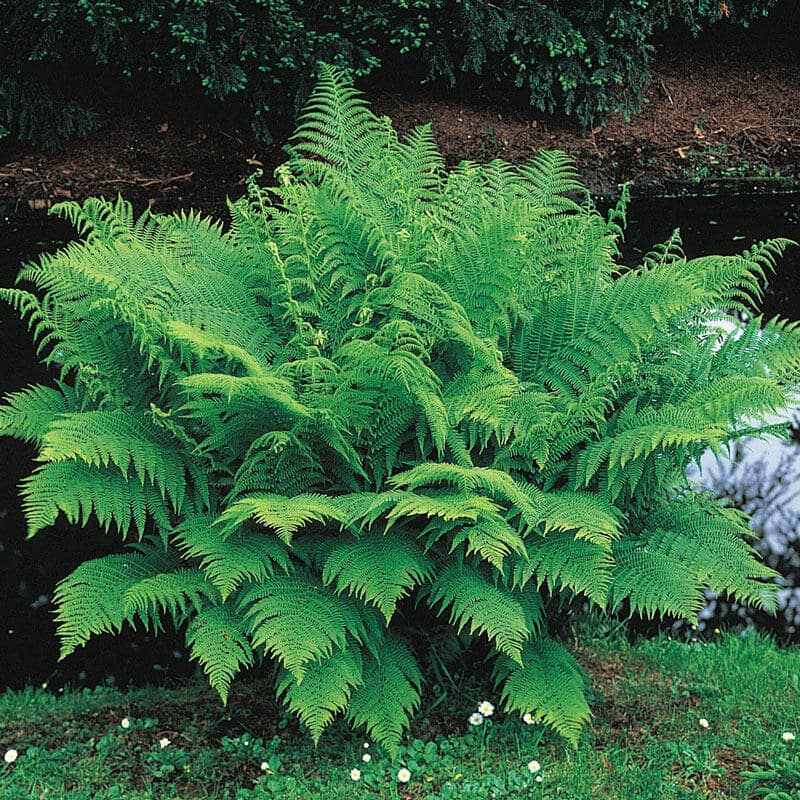 Lady fern 