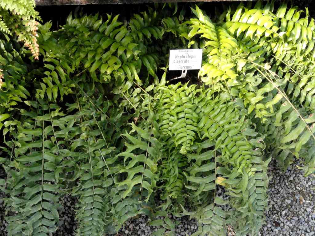 Macho Fern