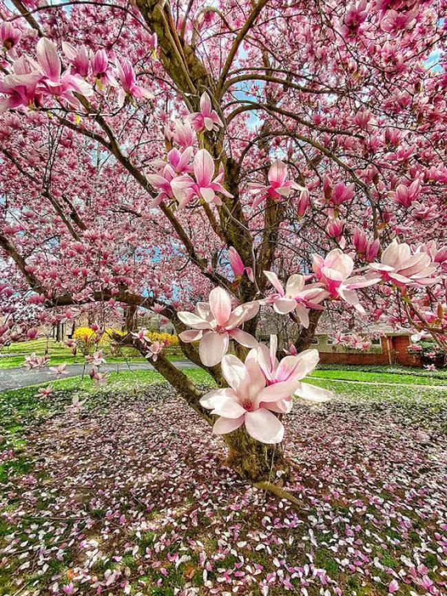 Magnolia Trees 