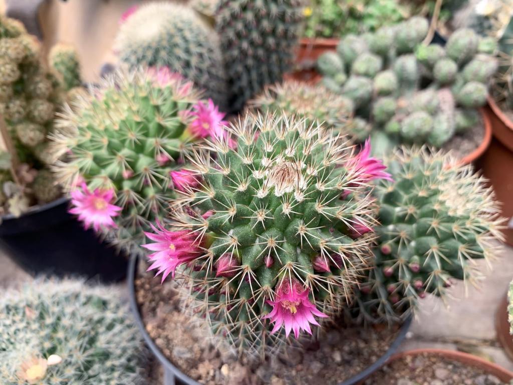 Mammillaria