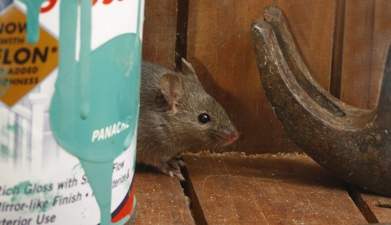 mouse in shed