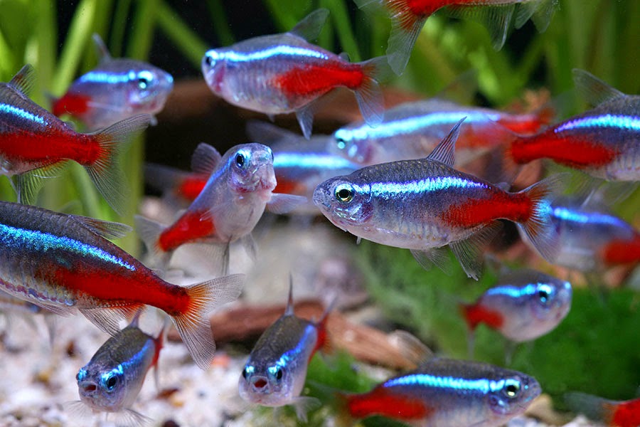 Neon Fish