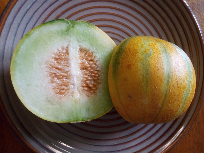 Ogen melon