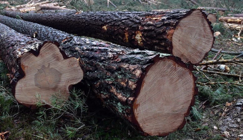 Pine Timber