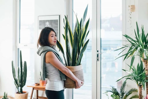 Plants Online