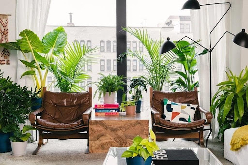 Plants