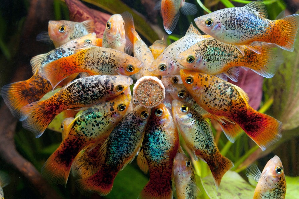Platy