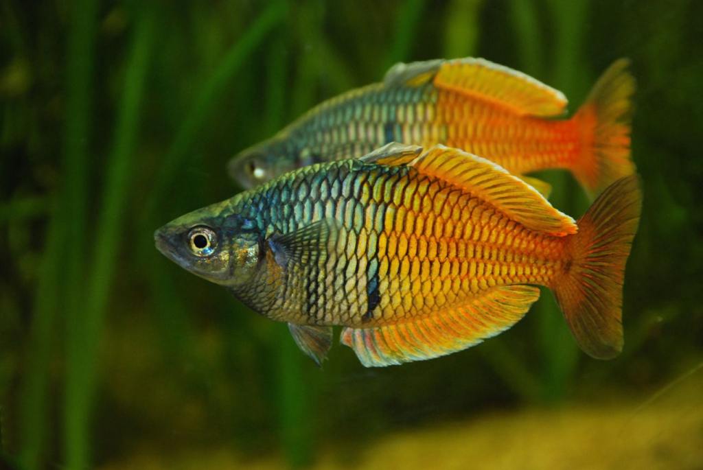 RainbowFish