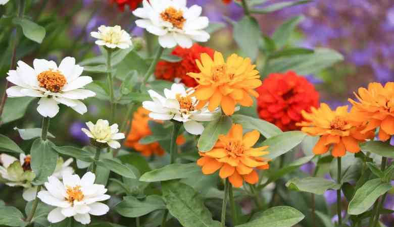 right-plant-for-home-garden