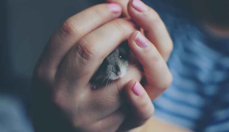 rodent removal from attic