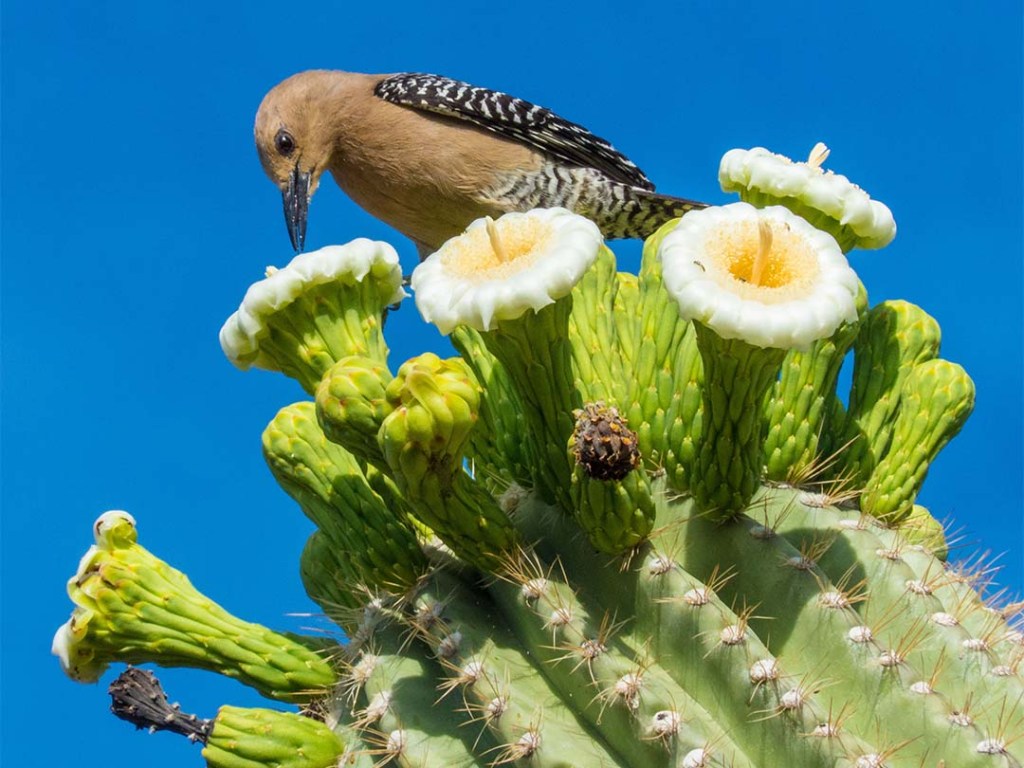 Saguaro Cactus