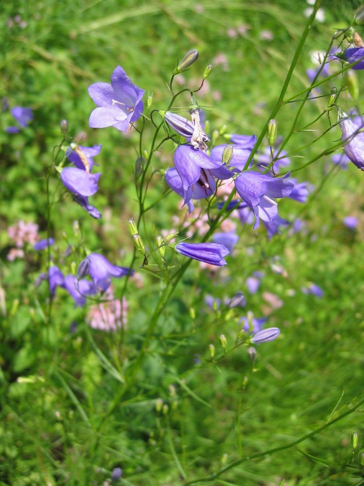Scottish blue bell flower