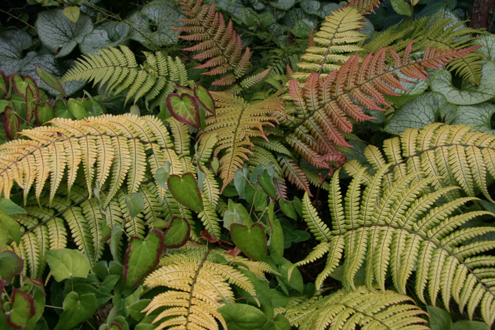 Sunset Fern