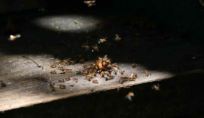 termite damage signs