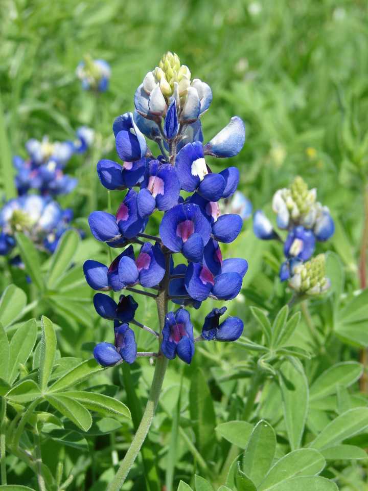 Texas Bluebell