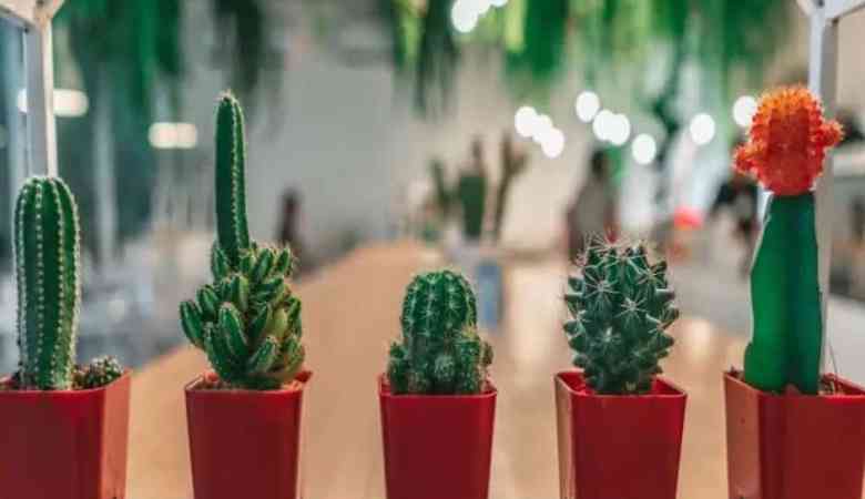 types of cactus