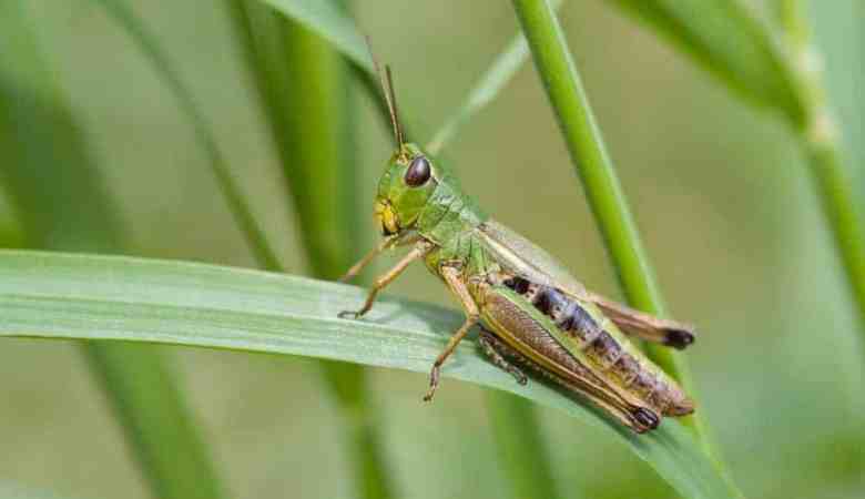 types of grasshoppers
