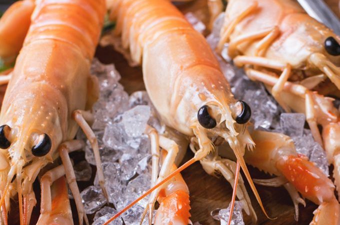 types of shrimp