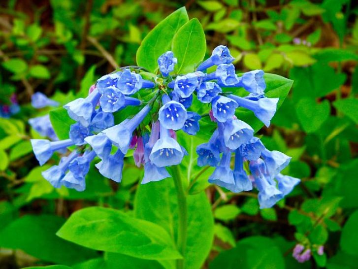 Virginia bluebell