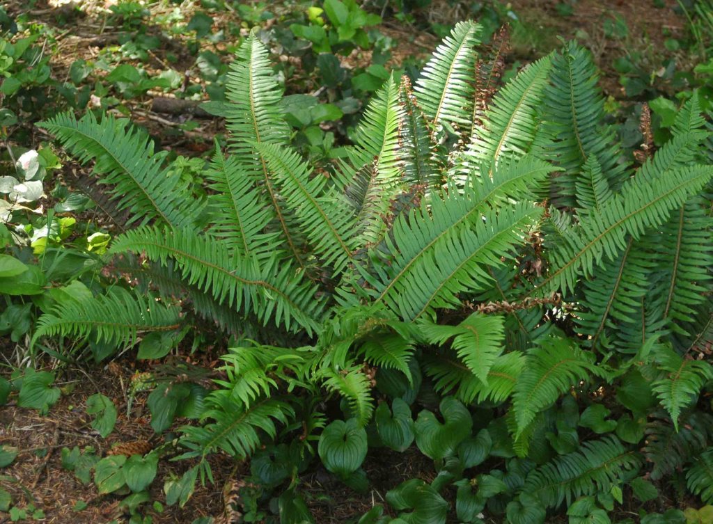 Western Sword Fern