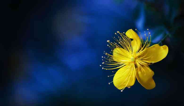 Top 10 Yellow Flowers